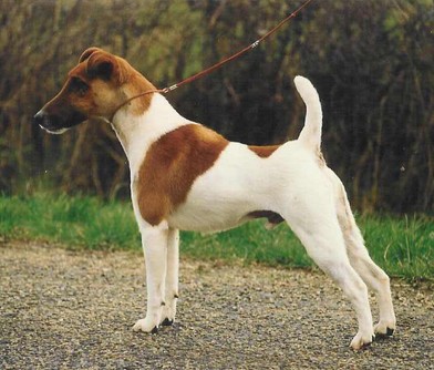 Hawk De Gros Bois | Smooth Fox Terrier 