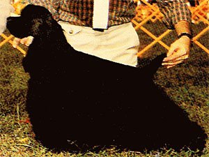 Forjay's Run for the Roses | American Cocker Spaniel 