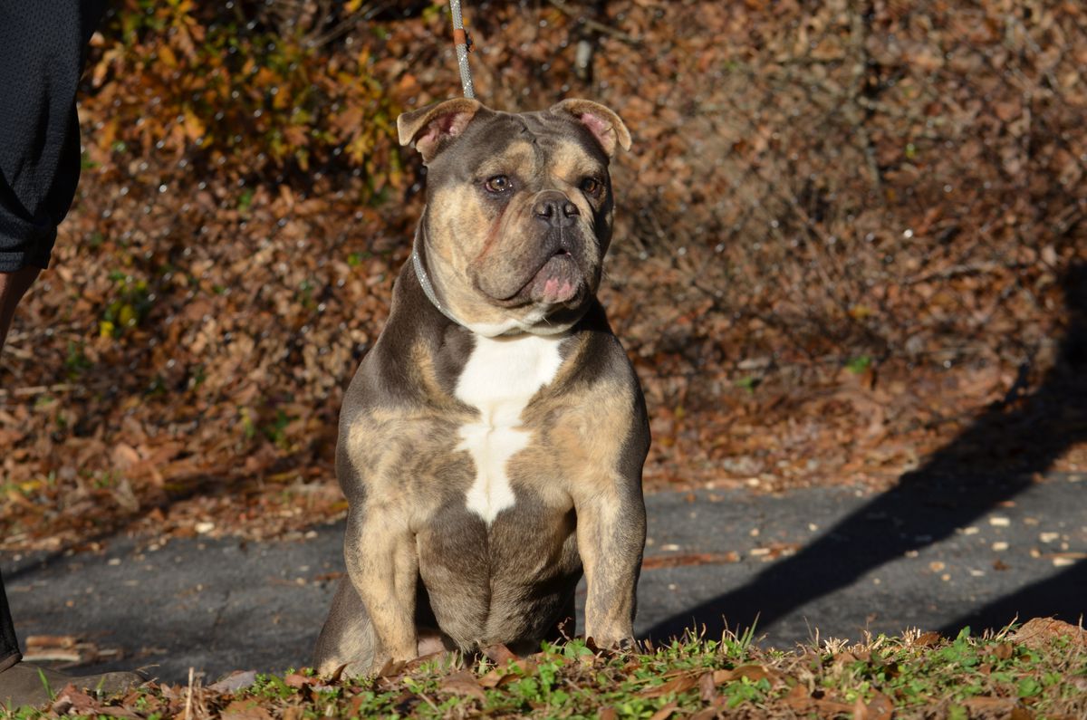 KHAOS' SECRET VENDETTA | Olde English Bulldogge 