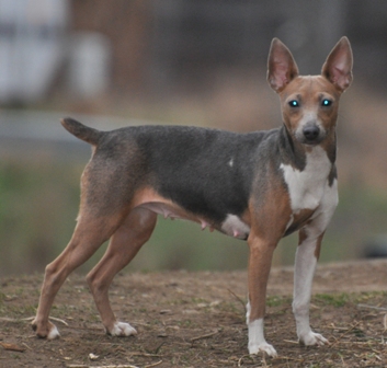 Hall's Noble Natalie | Rat Terrier 