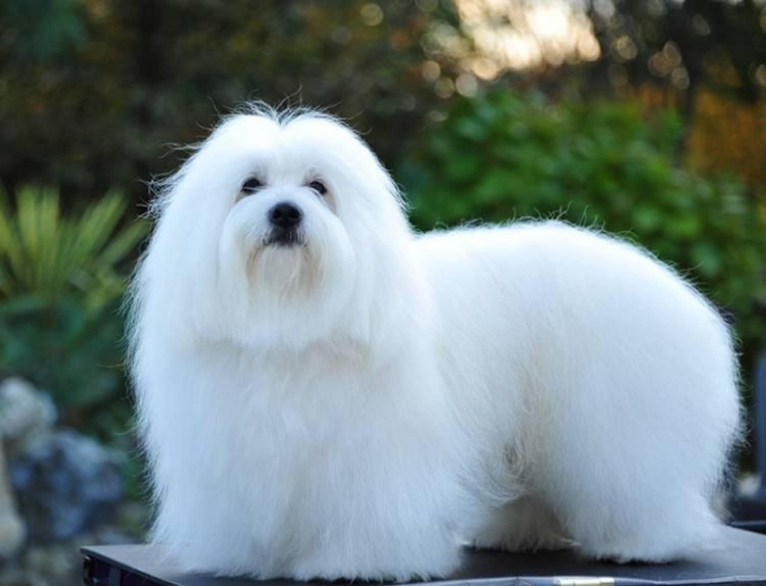 Coton de Tulear
