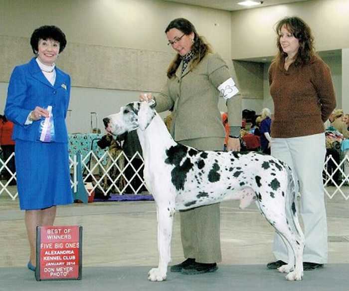 Rhgd Jaguar N Blk N Wht V Staymat | Great Dane 