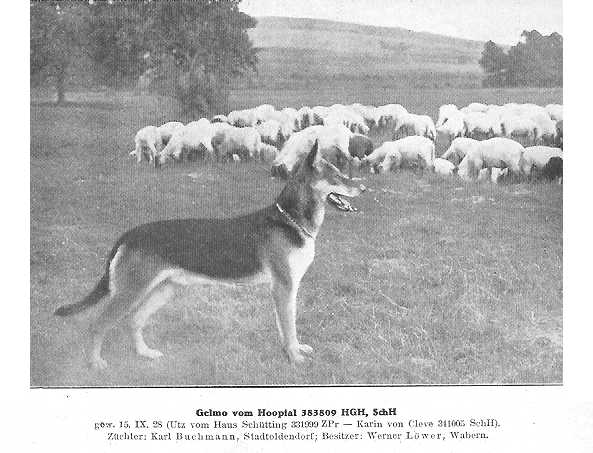 Gelmo vom Hooptal | German Shepherd Dog 