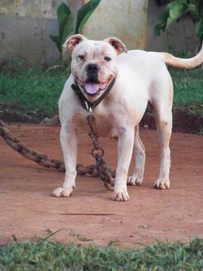 Ruff Chain Kennels Chunky | Olde English Bulldogge 