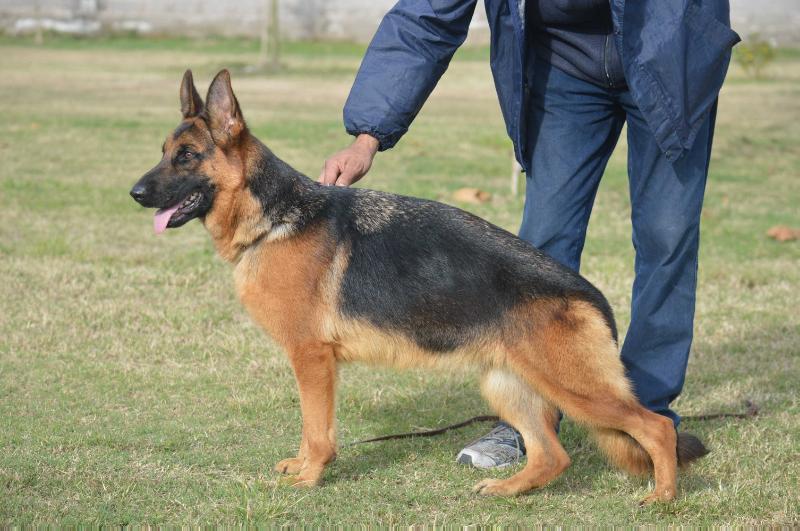 Ubbe Von Cabot Land | German Shepherd Dog 