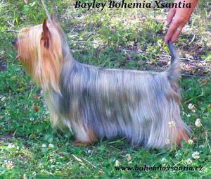 Bayley Bohemia Xsantia | Silky Terrier 