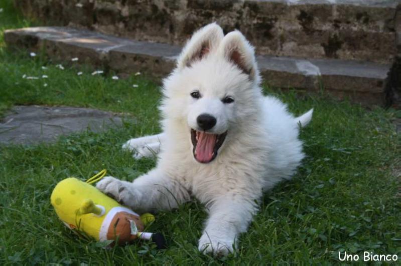 Uno Bianco la Blankpapilio | White Swiss Shepherd Dog 