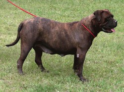 Jimba Zwart Spirit | Bullmastiff 