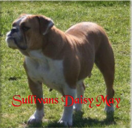 Sullivan's Daisy Mae | Olde English Bulldogge 