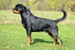 Hudson Vom Kressbach | Rottweiler 