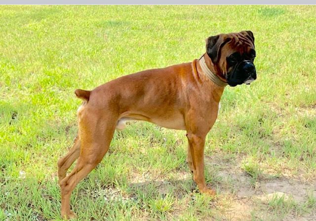 A TREYU TIBERIUS T DAWG | Boxer 