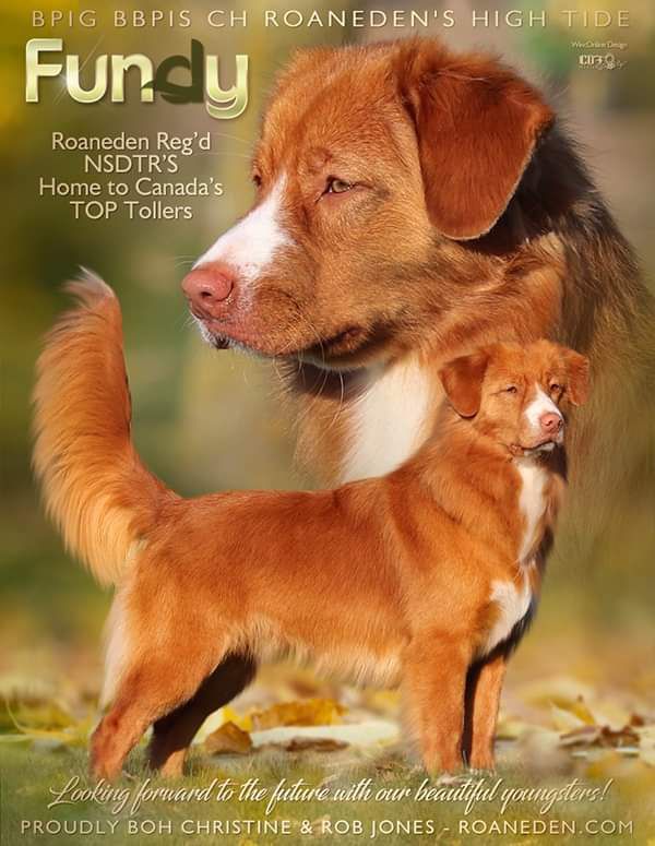 ROANEDEN'S HIGH TIDE | Nova Scotia Duck Tolling Retriever 