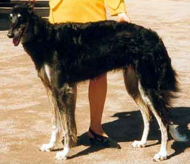 Ragneda iz Razdolia | Borzoi 