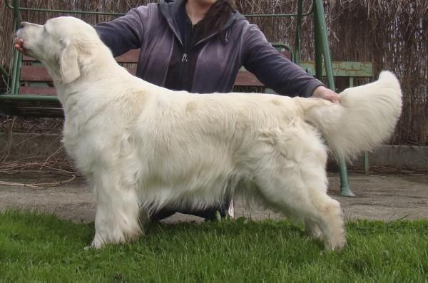 Tiffany Yellow De Ria Vela | Golden Retriever 