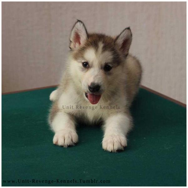 Fiona Unit Revenge | Alaskan Malamute 