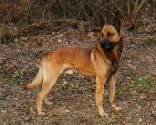 Arno 'Dhr. Kurvers, Holtum (BRN 487) | Belgian Malinois 