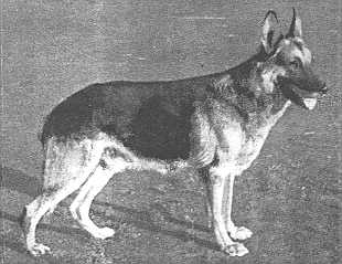 Billo vom Oberviehland | German Shepherd Dog 