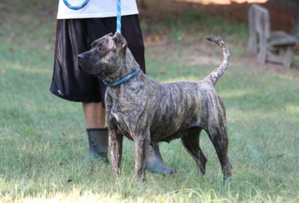 Tyrashi | Perro de Presa Canario 