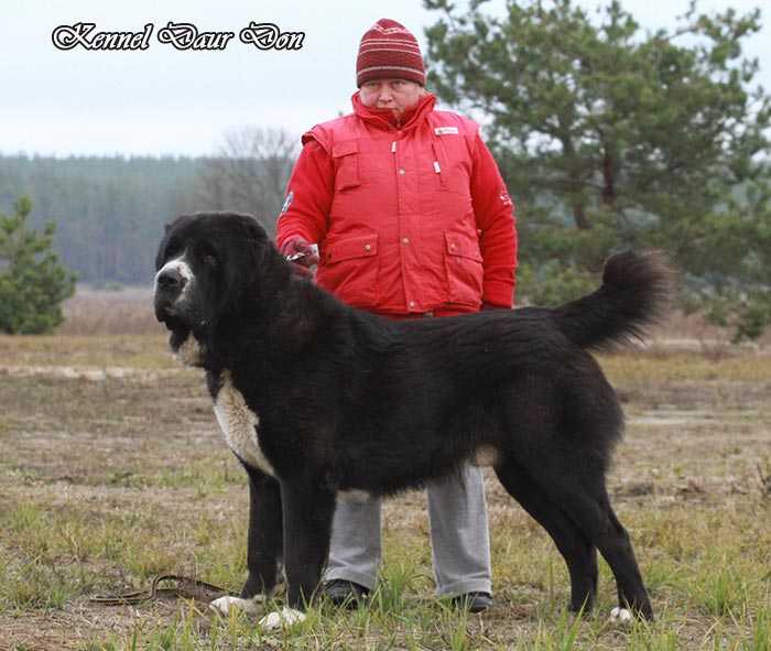 SHAYNUR DAUR DON | Central Asian Shepherd Dog 