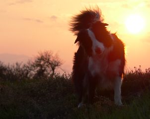 Anet z Cesalky | Border Collie 