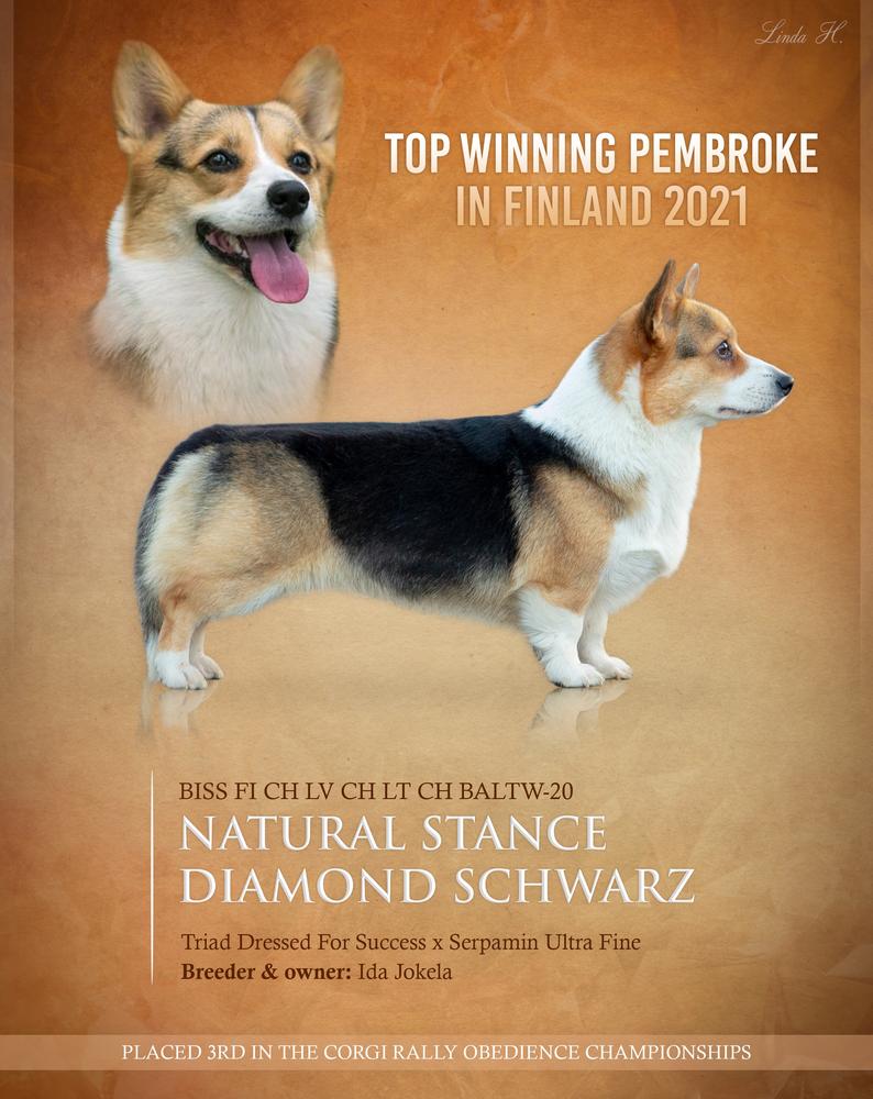 Natural Stance Diamond Schwarz | Pembroke Welsh Corgi 