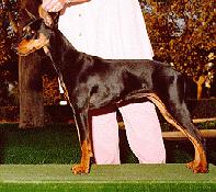 Blazers Mariah of Gorshirs | German Pinscher 