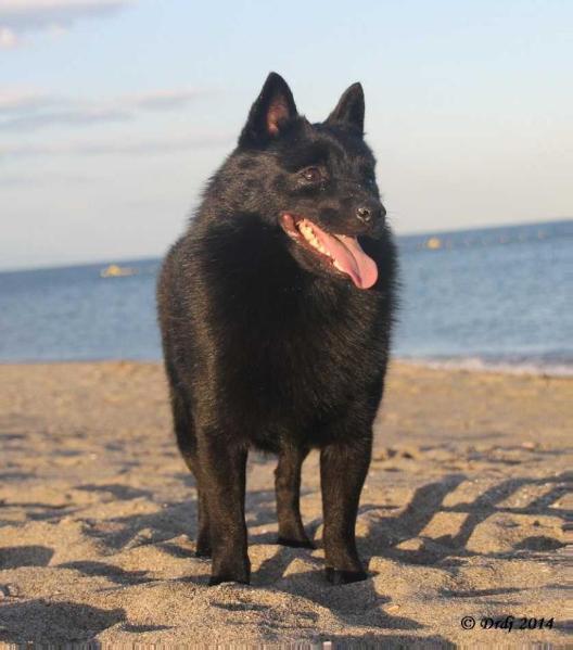 Horus du Pont Catinat | Schipperke 