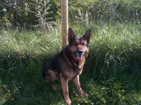 Bruce vom Neuenkirchener Deich | German Shepherd Dog 