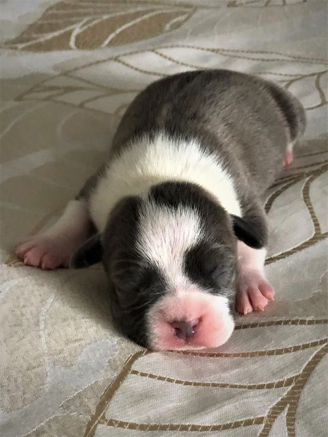Wolf Style Kawasaki | American Staffordshire Terrier 