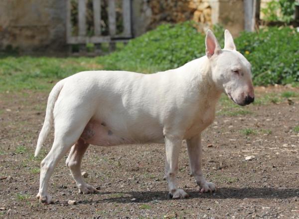 Trick or Treat Ruby Tuesday | Bull Terrier 