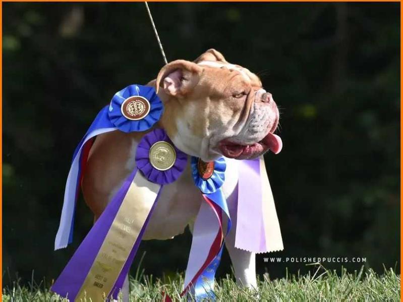 Polished Puccis' Red Passion | Olde English Bulldogge 