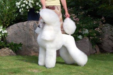 Avatar Islandia | Poodle 