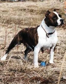 Iglbi Fiona Happy Ticket | American Staffordshire Terrier 