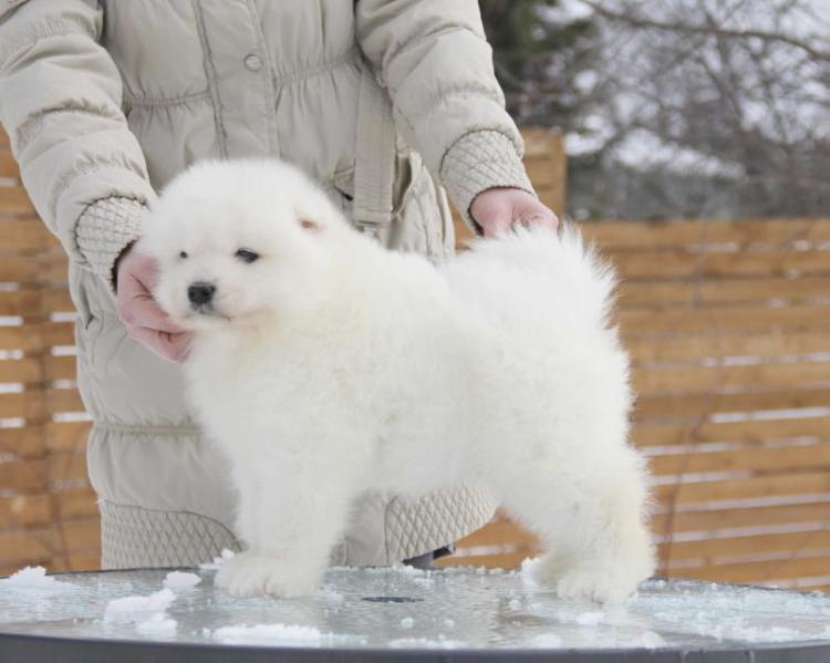 BELYI VOLK PUSHKIN | Samoyed 