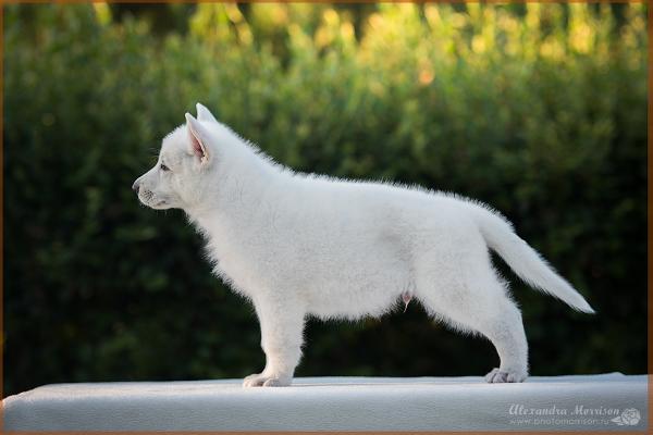 Finn Fredrik Iz Beloy Brigady (IZBB) | White Swiss Shepherd Dog 