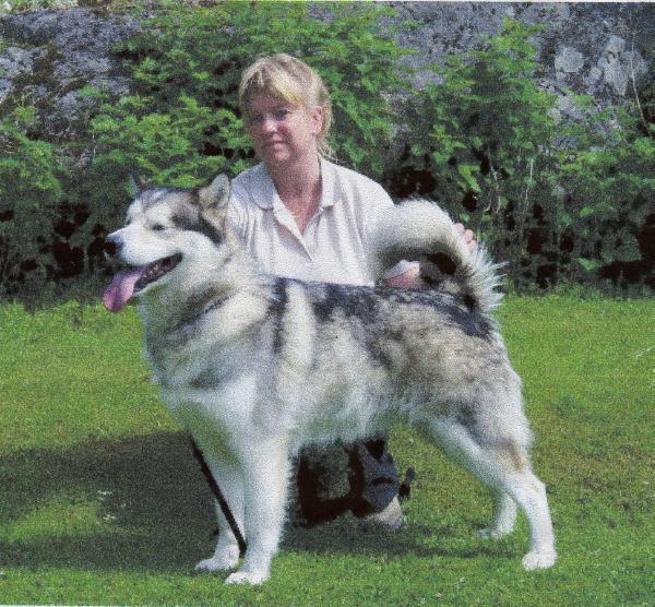 Fred Heim's Bear Lake Ice Nikki | Alaskan Malamute 