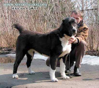 BERENDEY RAYGUSH | Central Asian Shepherd Dog 