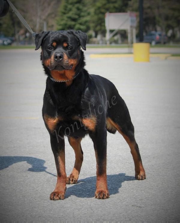 Reanna Von Brukroft | Rottweiler 