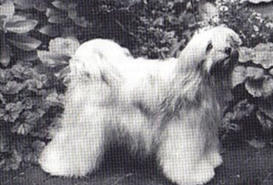 KARAMAIN PLATINUM BLONDE | Tibetan Terrier 