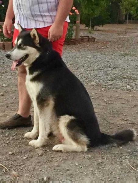 Nivi Nix Montem | Alaskan Malamute 