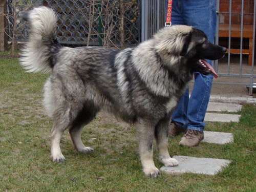 Ben Astor Zlatni Štit | Yugoslavian Shepherd Dog-Sarplaninac 