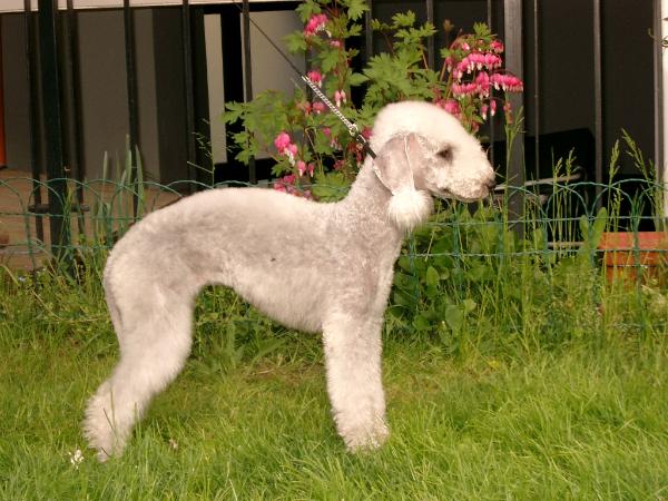 Granlasco Violetta | Bedlington Terrier 