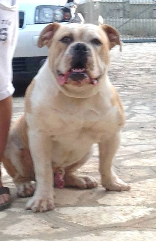 leonetti's boss | American Bulldog 