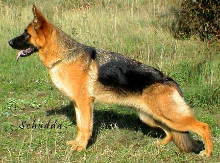 Lani vom Brauneck | German Shepherd Dog 