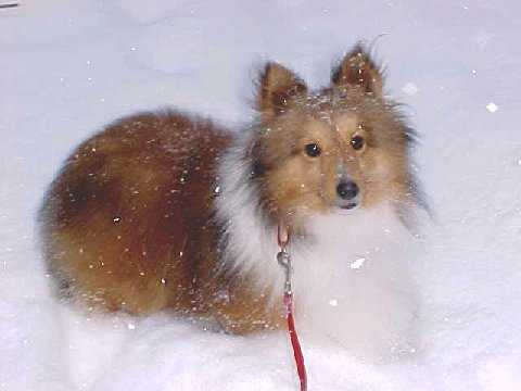 Diamond Dust VII | Shetland Sheepdog 