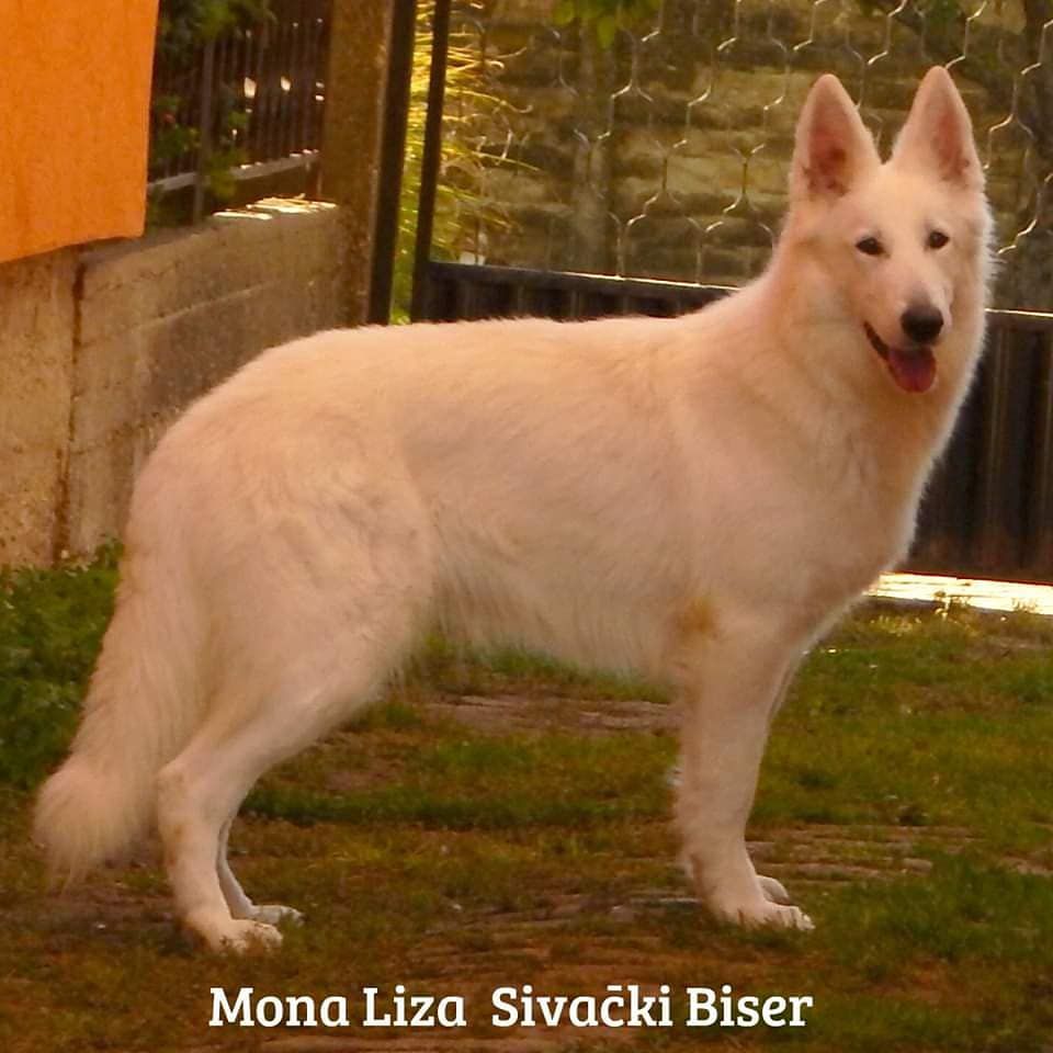 Monaliza Sivacki Biser | White Swiss Shepherd Dog 