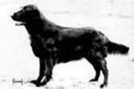 Branchalwood Frisa | Flat-Coated Retriever 