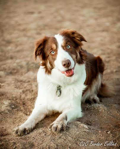 AWE Bella ABC 385485 | Border Collie 