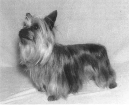 Kelso Lady Susan | Silky Terrier 