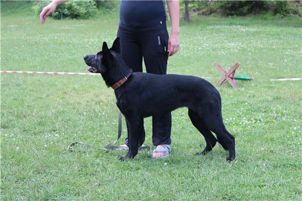 Chernika Kinopol | German Shepherd Dog 